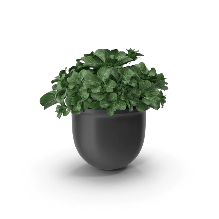 Daily Cookware 159